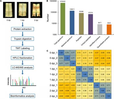 Comparative Proteomic Analysis of the Defense Response to Gibberella Stalk Rot in Maize and Reveals That ZmWRKY83 Is Involved in Plant Disease Resistance